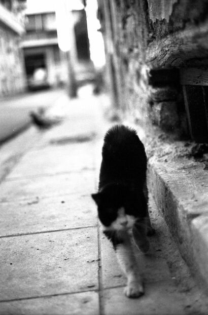 Your travels are endless, mine are enclosed in your wings - a Photographic Art Artowrk by Raoumiite 